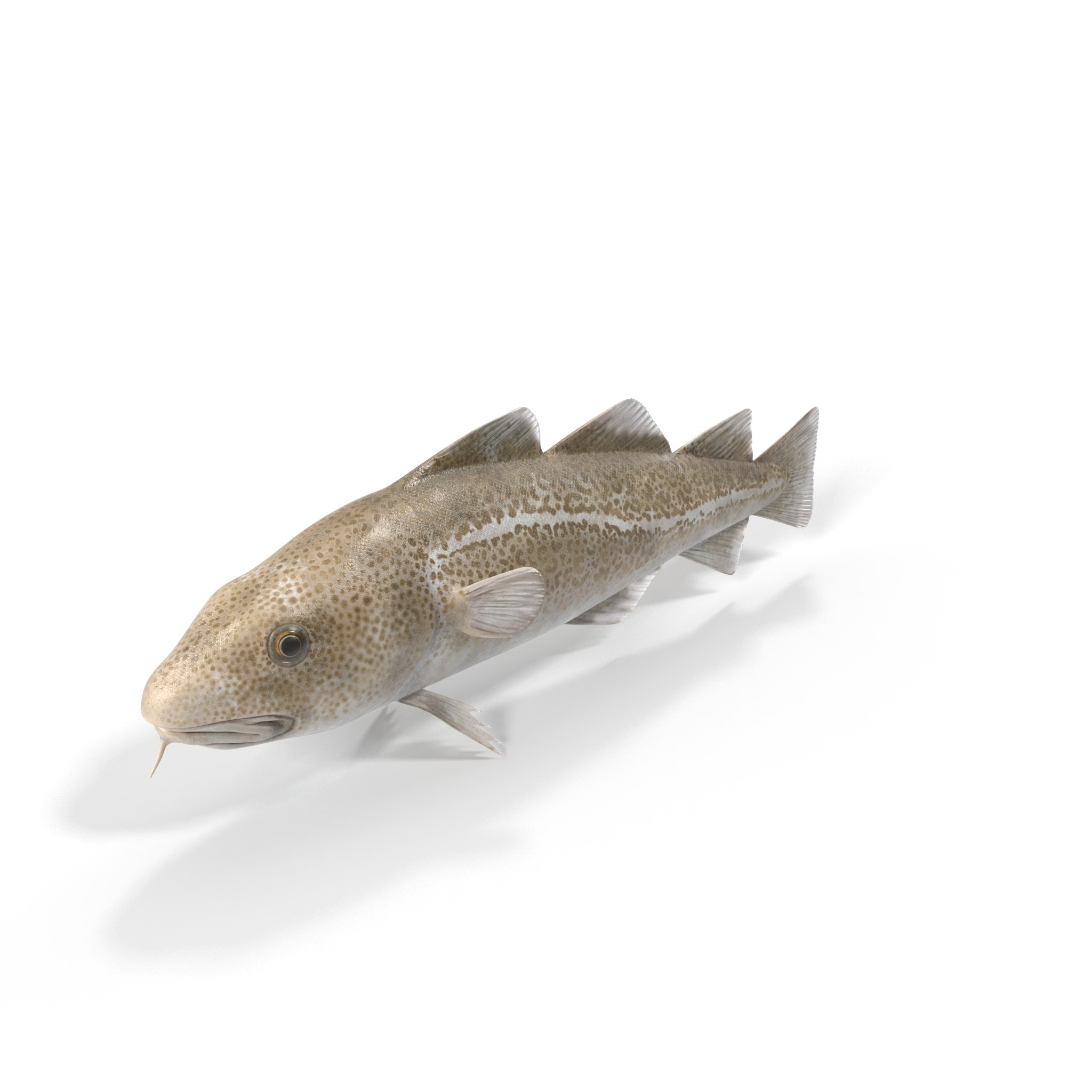 Треска - изображение 1